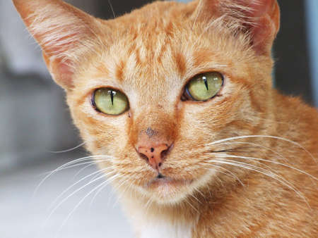portrait catの写真素材