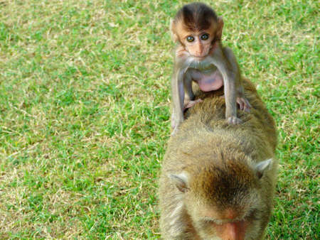 The little monkey