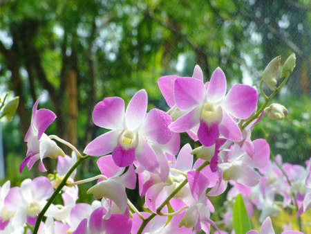pink orchidの写真素材