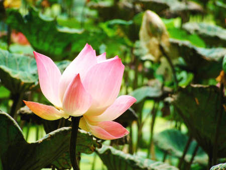 Pink lotusの写真素材