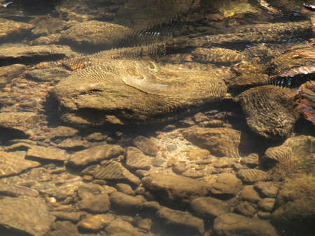 Stream close upの写真素材