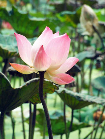 A blooming lotus flowerの写真素材