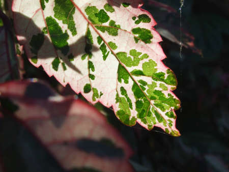 Leaf Detailの写真素材