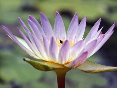 Lotus zoom cameraの写真素材