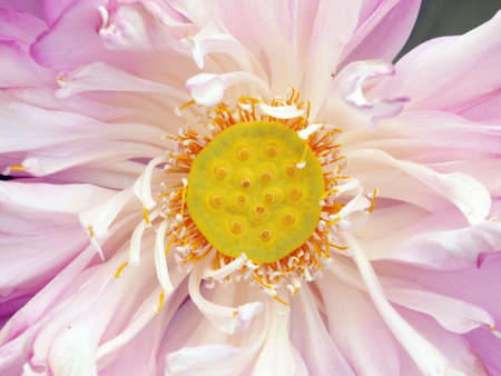 Lotus shoot in the near termの写真素材