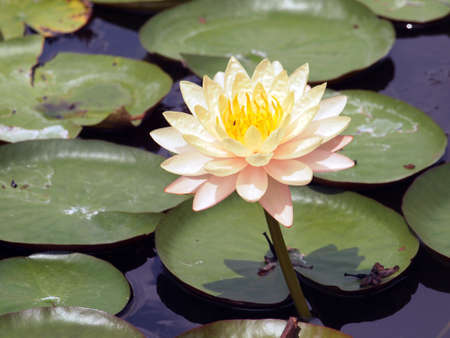 Beautiful colors of the lotusの写真素材