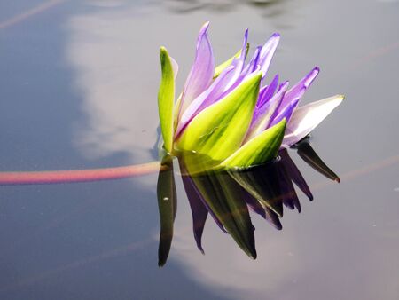 Lotus and reflectionの写真素材