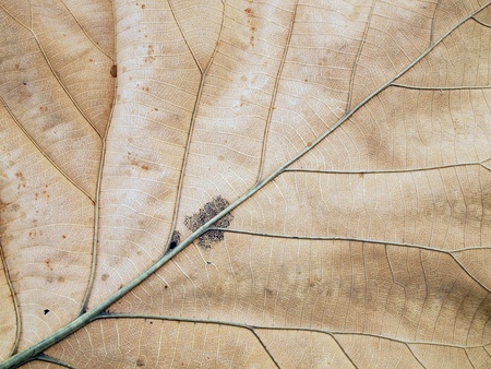 Patterns on the leaves shriveledの写真素材