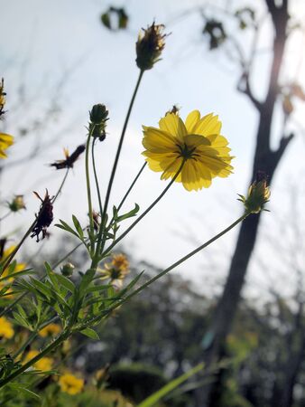 Flowers light sideの写真素材