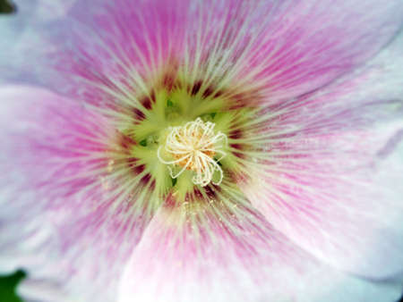 Macro Flower の写真素材