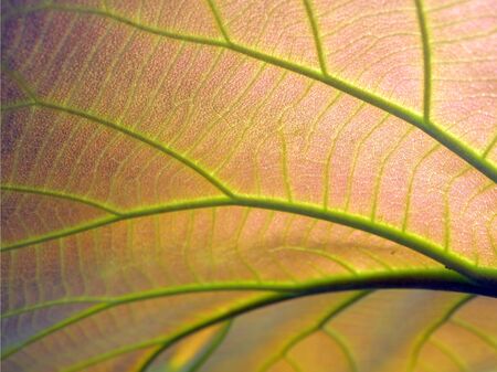 Leaf textureの写真素材