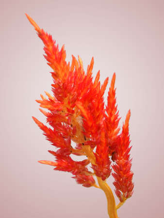 Close-up Flowerの写真素材