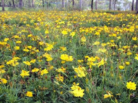 Field of flowersの写真素材