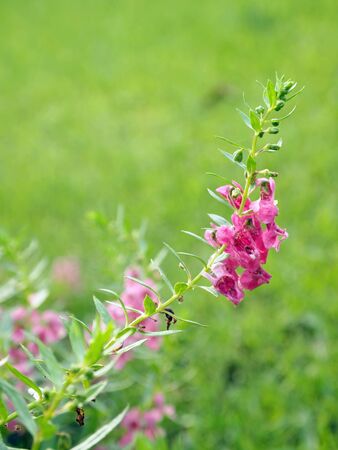 close up flowerの写真素材