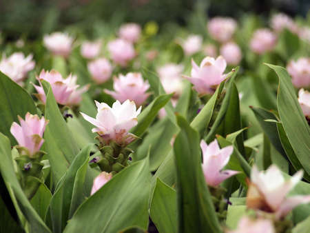 flowers in the meadow