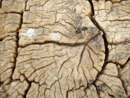 Old cracked woodの写真素材