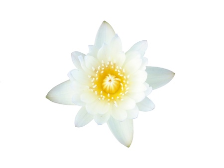 White lotus, isolated, clipping path included の写真素材
