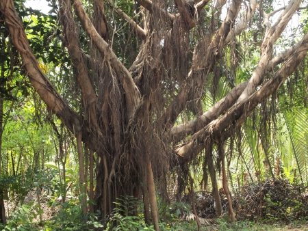 Banyan treeの写真素材