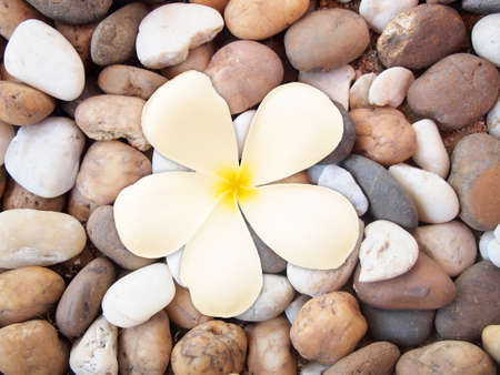 Flower on a stone backgroundの写真素材