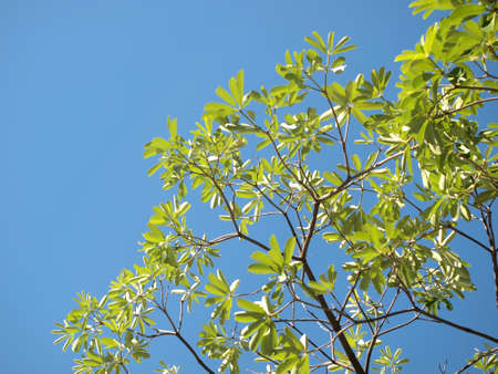 Green leaves