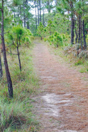pathway in the forest to the mountainsの写真素材