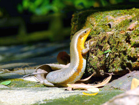 lizard (Podarcis hispanica) の写真素材