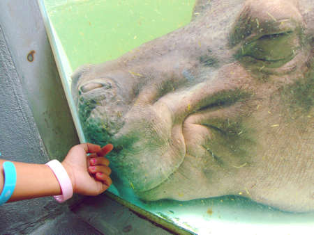 The shot of Hippopotamus swimming underwaterの写真素材