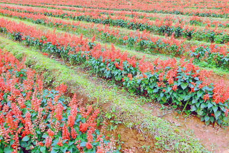 flowers in the fieldの写真素材