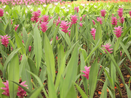 Flowers Field の写真素材