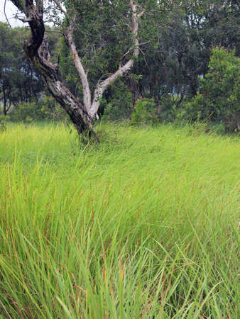 grass  in forest, thailandの写真素材
