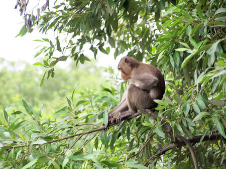 macaque monkey sitting on a tree in its natural habitat 