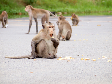 Wild monkeys eating people foodの写真素材