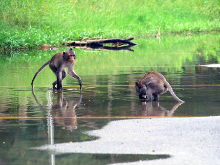 Monkey with reflection
