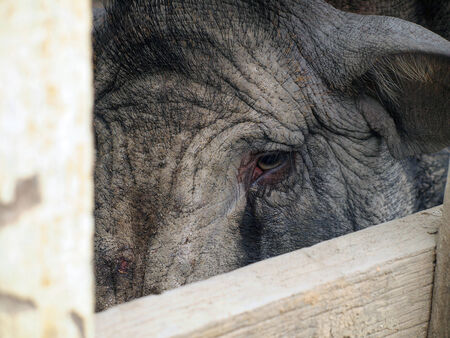 boar female, portrait and close upの写真素材