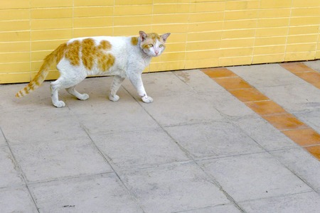 Thai cat の写真素材