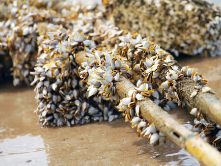 Goose barnacles on lumberの写真素材