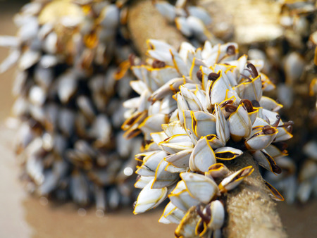 Goose barnacles on lumber