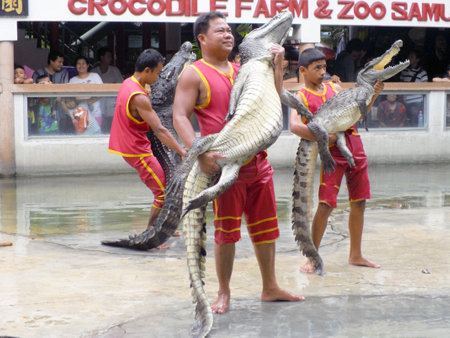 SAMUTPRAKARN,THAILAND -SEPTEMBER 8: crocodile show at crocodile farm on September 8, 2013 in Samutprakarn,Thailand. This exciting show is very famous amoung among tourist and Thai peopleのeditorial素材