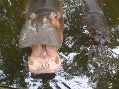 Hippopotamus showing huge jaw and teeth の写真素材
