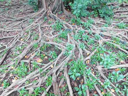 big tree root 