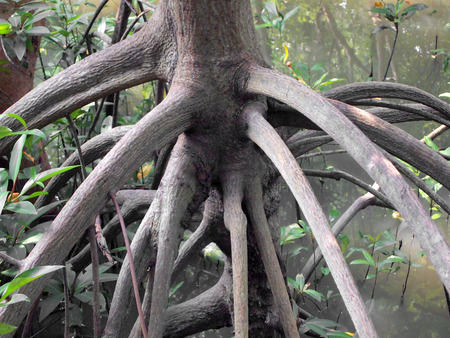 closeup of mangrove roots
