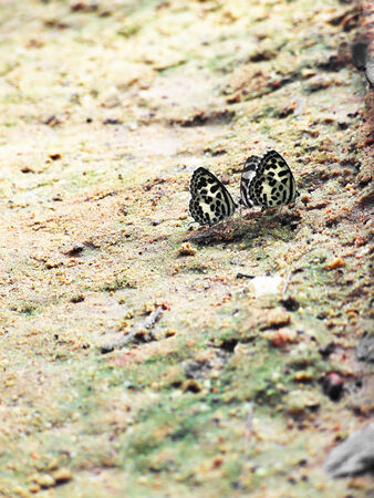 Brown butterfly on rockの写真素材