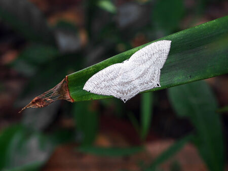 White butterflyの写真素材