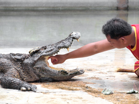 SAMUTPRAKARN,THAILAND -SEPTEMBER 8: crocodile show at crocodile farm on September 8, 2013 in Samutprakarn,Thailand. This exciting show is very famous among among tourist and Thai peopleのeditorial素材