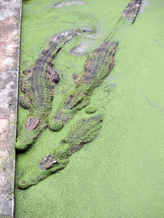 Crocodiles close up in Thailandの写真素材
