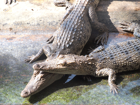Crocodiles close up in Thailandの写真素材