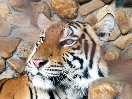 Royal bengal tiger の写真素材