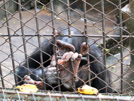 Monkey in a cageの写真素材