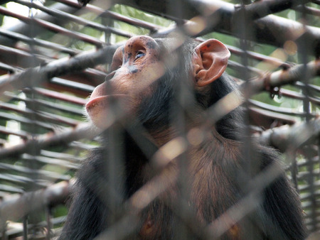 Monkey in a cage