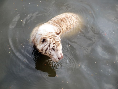 white tigerの写真素材